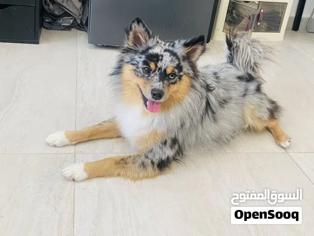 ابحث عن کلب ذكر للتزواج