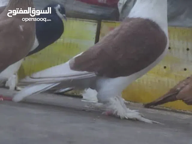 حمام تركي وعربي وصيني