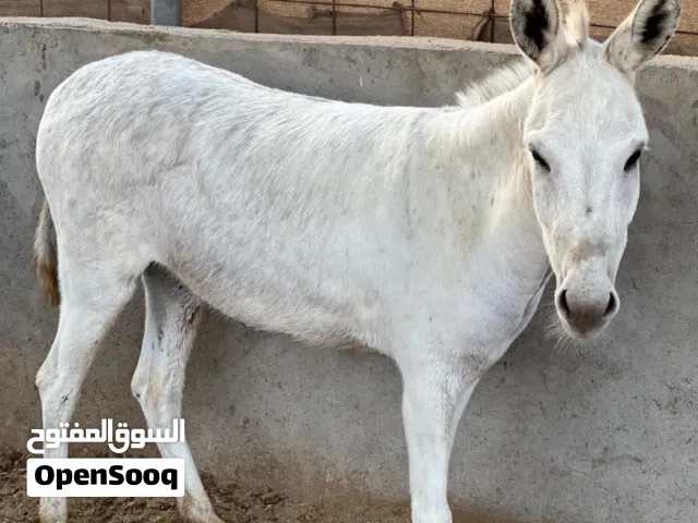 حمير للبيع صحتهن ممتاز