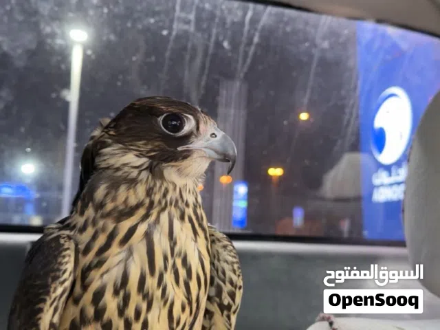 طير حير تبع وحش