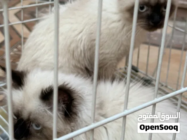 قطه هملايا انثى جميله