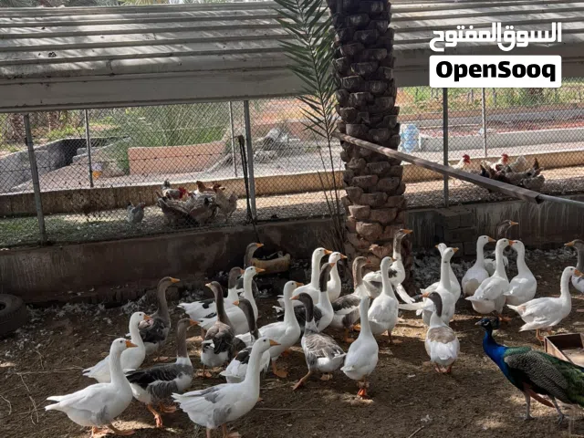 وز للبيع الحبه10