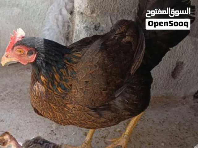 دجاجه عربيه اصليه مطوكه وثوبه كلش حلو مال بيت معلوفه وجاهزه جدن جميله