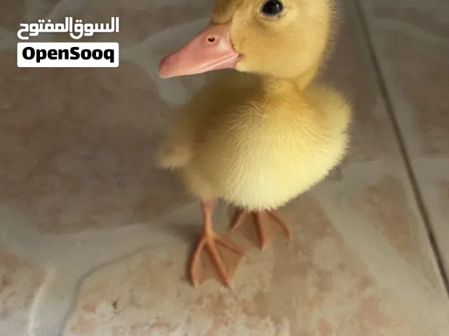 بط صغير أصفر