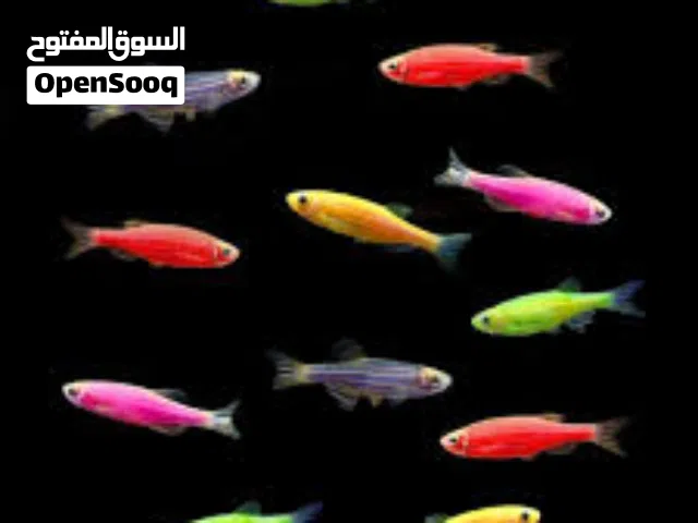 سمك الزيبرا رخيص جدا