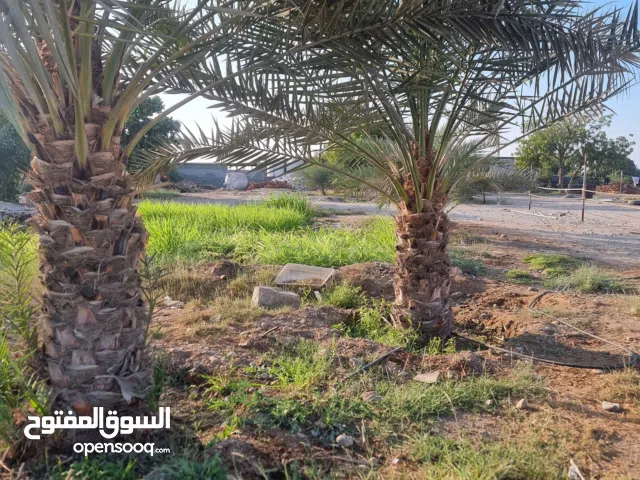 للبيع نخيل في بركاء الاحجام صغار وكبار