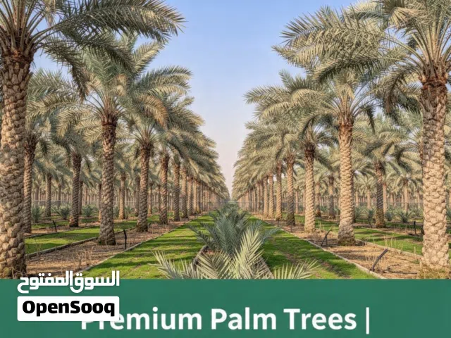 Palm tree for sell
