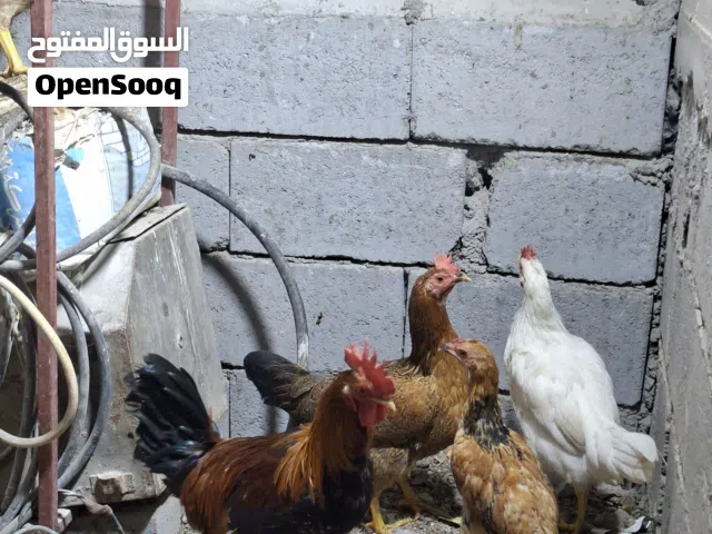 دجاج دجاج مال بيت صاحي ديج كويتي ودجاجه