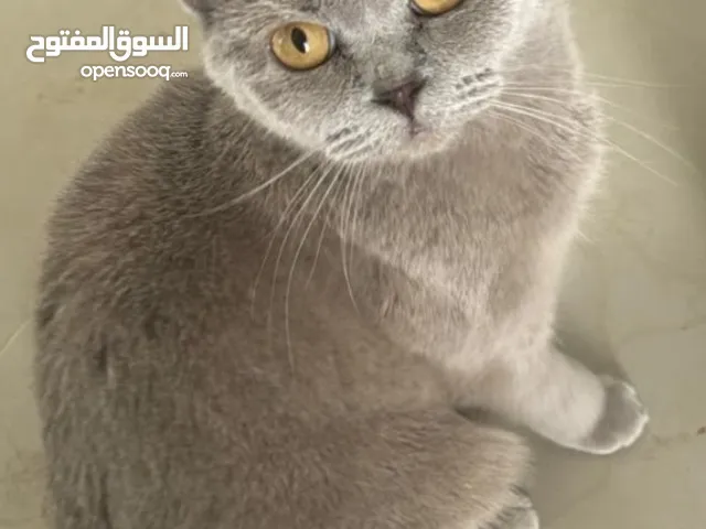 قطط  للمهتمين بالإنتاج وهواة اقتناء القطط المميزة