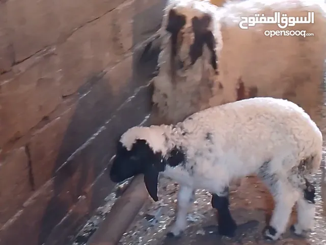 نعجه مطفل وراها نثيه كريشيه بتهه تاكل وصحتهه خير من الله اللبيع