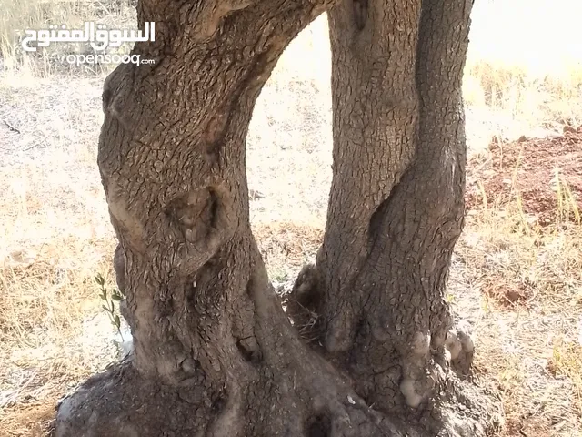 شجرة زيتون معمر