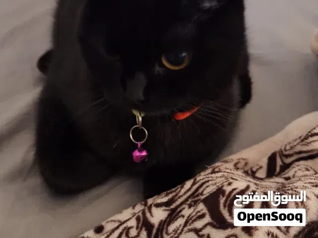 black cat yellow eyes