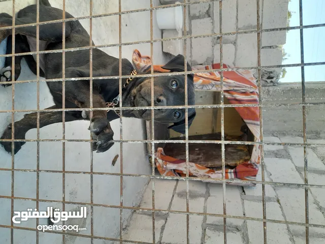 كلب رتوايلر للبيع ب200دنار غير مقابل لتفاوض