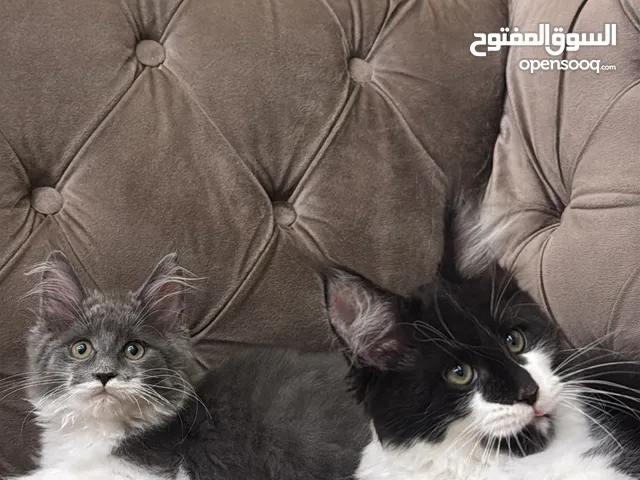 Maine coon kitten 2 and half months old