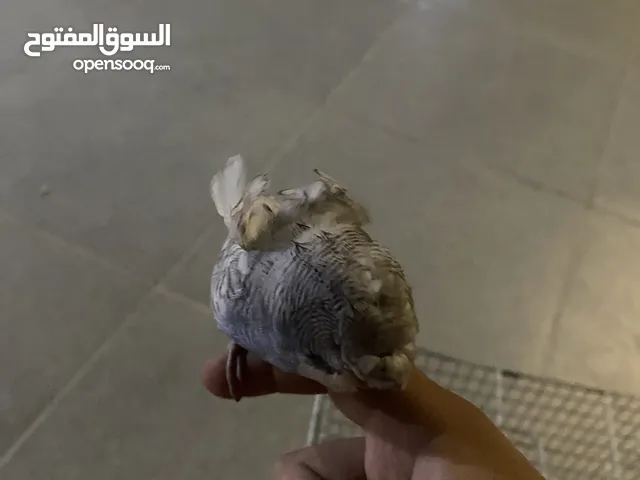 مطلوببببببب جوز هوجو رومو اليفف