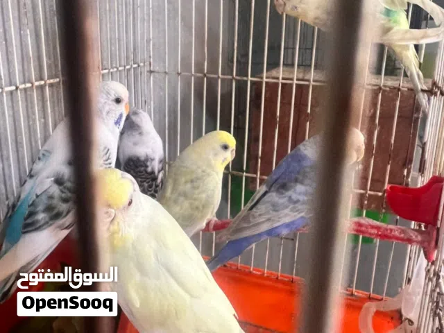 اناتي بقالينو