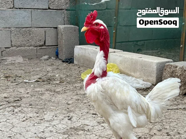 ديج ابو ركيبه للبيع مستعجل