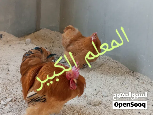 بيض دجاج كوشن