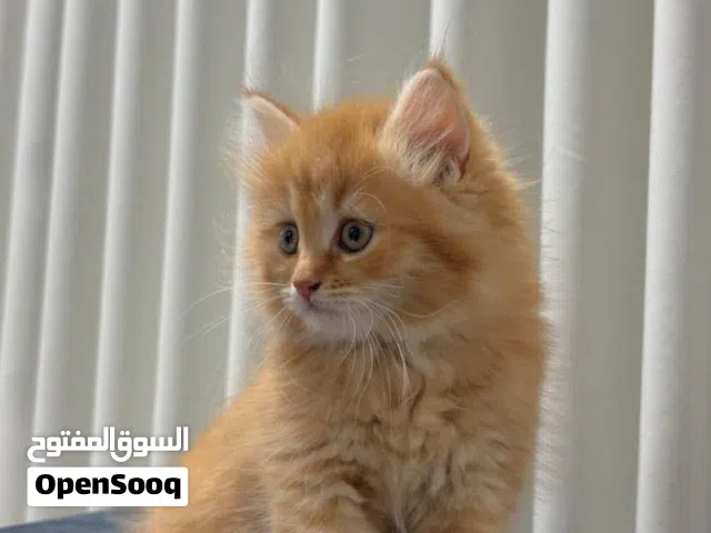 قطة شيرازية للبيع عمرها شهرين