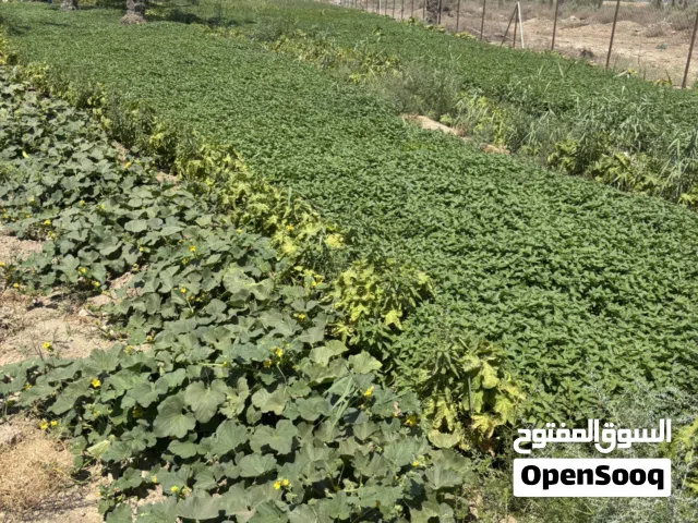 دونم زارعي يباع كامل 2.75 دونم