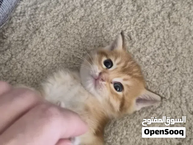 قطط للتبني،، بدون مقابل
