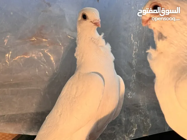 حمام طيور ارافل قجم