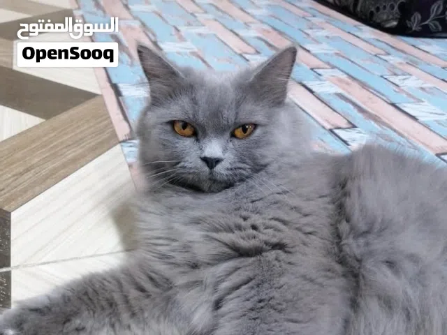 السلام عليكم قطه انثى للبيع العمر سنه وشهرين ملقحه سليمه خاليه من الامراض