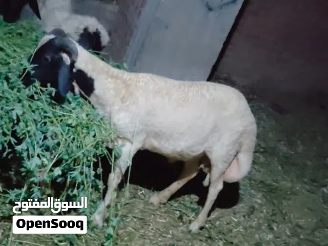 الاثنين 8 من ذو الحجه1447 دكر أوسيمي للاضحيه ماشاء الله معلوف حته لحمه سوبر خروف بلدي لبانه 9 شهور