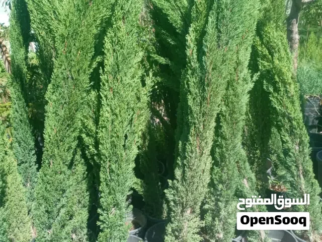 بسم الله نبدأ السرو لايطلي لاصلي نخب النخب ارنفاع مترين التوصيل وزرعه علينا بس ما عليك غير تتصل