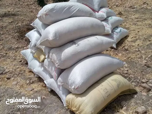 تبن قمح السنه