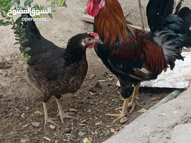 السلام عليكم ديج ودجاجه الديج شمسي الدجاجه كحليه الطيور سيافي كويتي الرس القديم اعمارهن 11شهر
