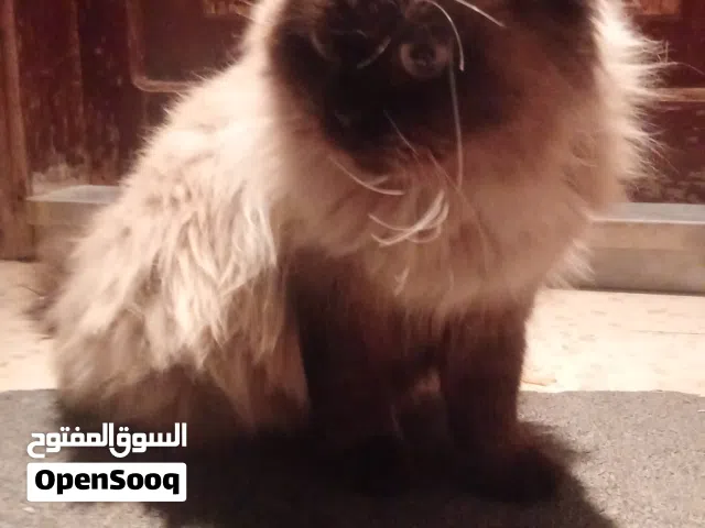 قطط الهملايا