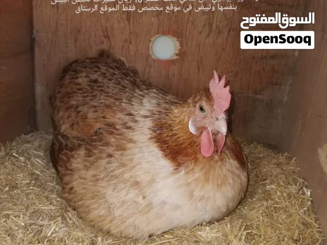 للبيع دجاجه فرنسية سوبر جامبو