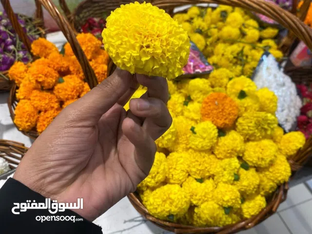 Marigold flowers seeds
