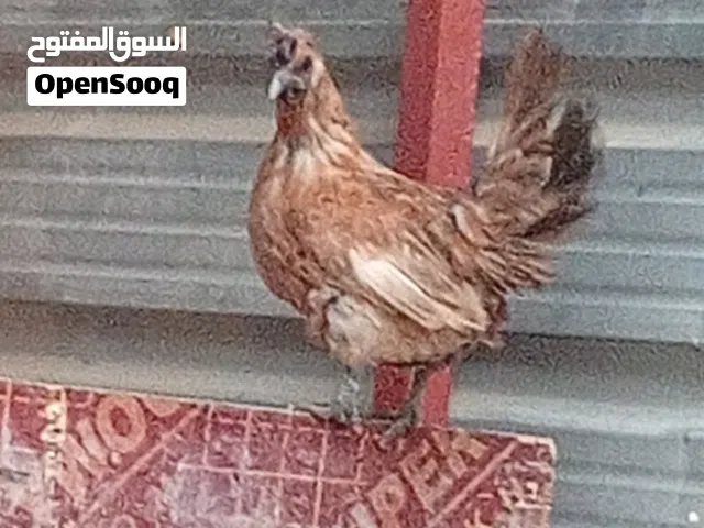 متاح دجاج زينه