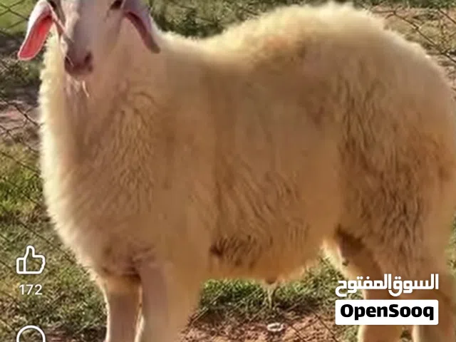 حولى درجة ربي يبارك و الباهى حقه فيه
