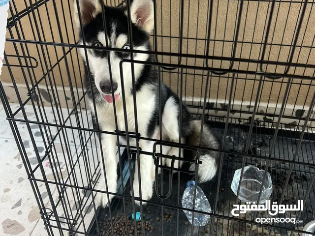 هاسكي للبيع