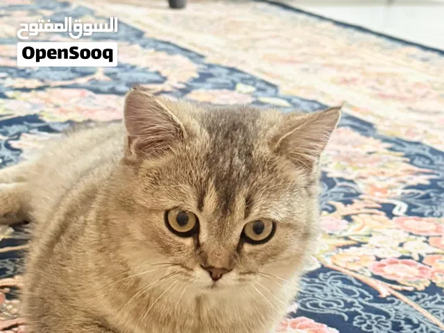 قطة للبيع 30ريال