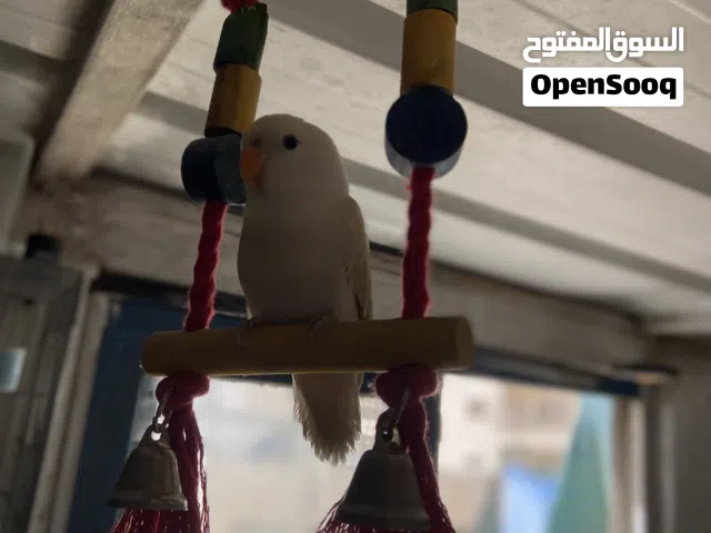 فرخ روز اليف طعمت يد مفطوم