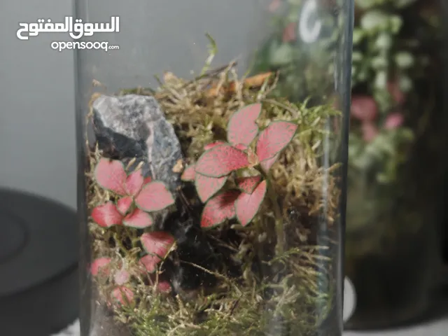 self sustain terrarium