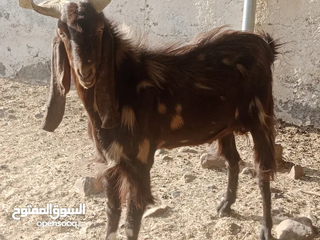 بيع المواشي