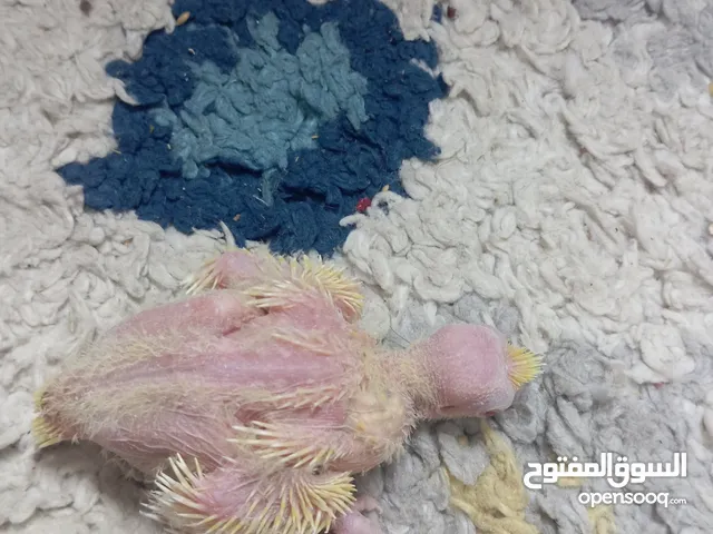 فروخ كروان للبيع