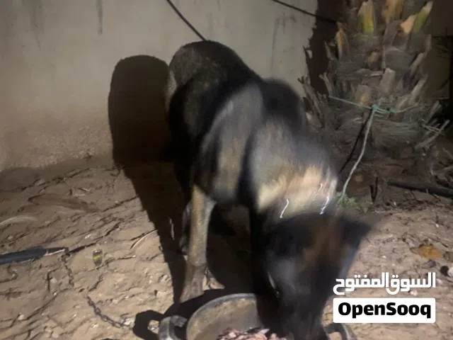 دكر مالينوا ربي يبارك