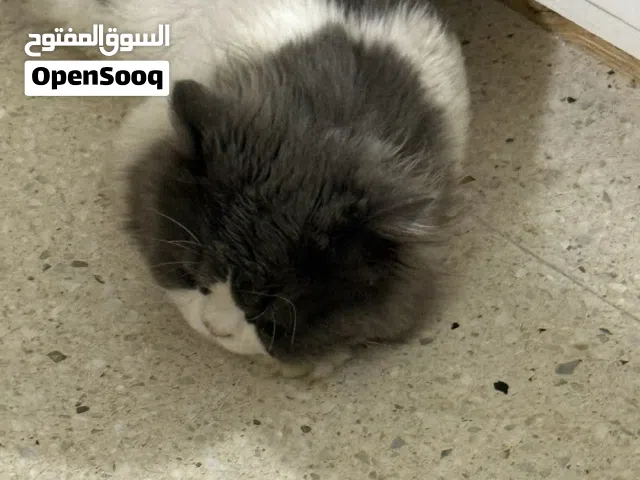 قط منزلي نظيف ملقح مع ادواته