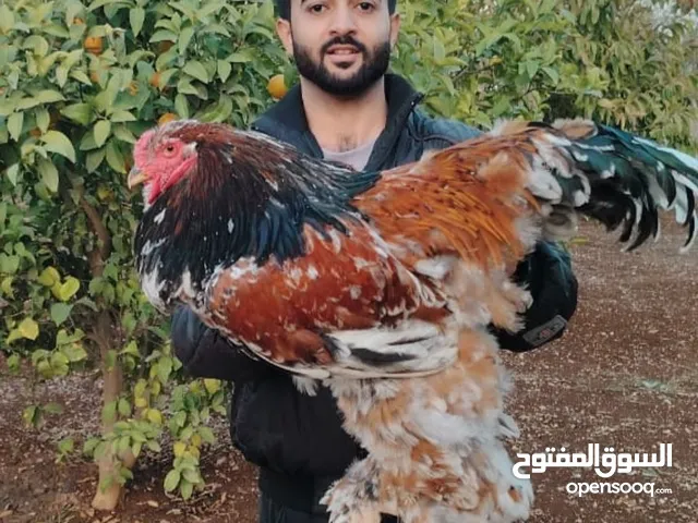 صوص براهما بورسلان