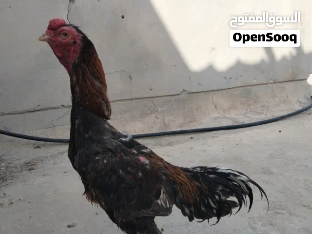 للبيع طير تايلندي عمره 9شهور
