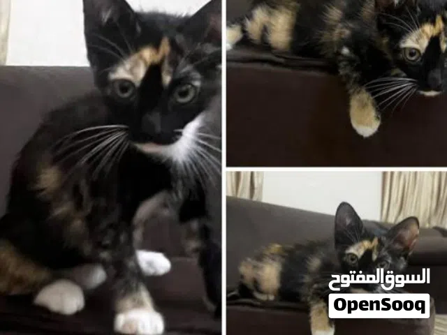 قطه شيرازي للتبني العمر 4 شهور