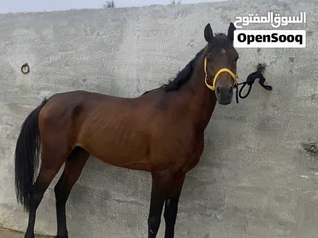 حصان هادي للبيع
