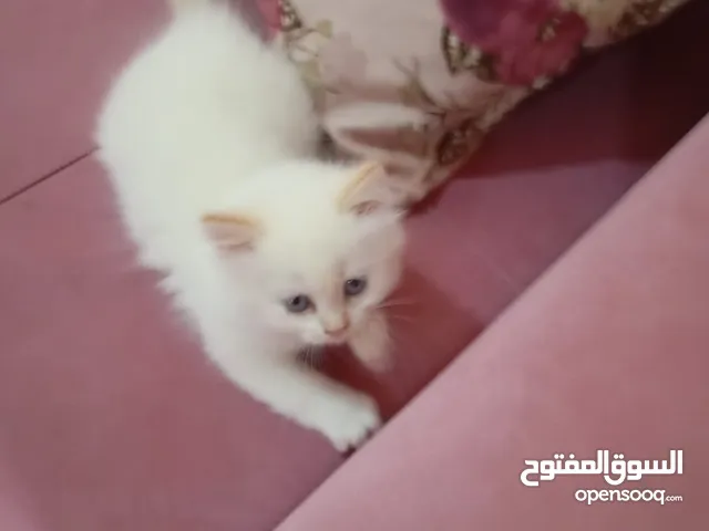 قطه نوع همالايا عمر شهرين و نص مش ماخذه مطعوم