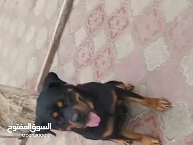 كلب روت وايلر سبع شهور دكر